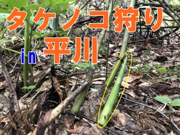 タケノコをとりに行ってきました！